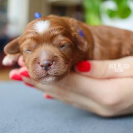 Samba - Red male Cavapoo puppy in Salado, Texas from Red Ranch Dogs