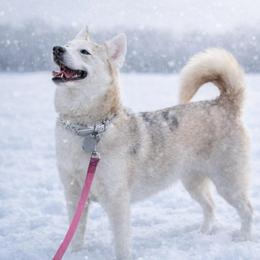 Ember - Pomsky