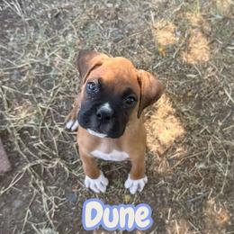 Dune (AKC) - Fawn male Boxer puppy in Galt, California from Black Dymond Boxers