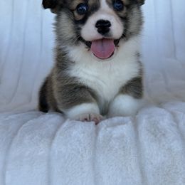 Boy 3 - Sable male Pembroke Welsh Corgi puppy in Surprise, Arizona from Ruff and Rowdy Corgis