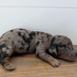 Sissy - Dapple female Dachshund puppy in Barnard, Missouri from KB Doxies