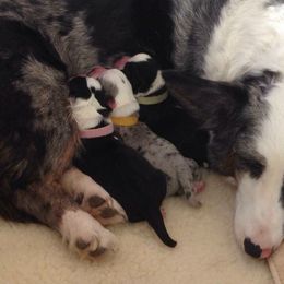 Cardigan Welsh Corgi Puppies from Grandiose Cardigan Welsh Corgis