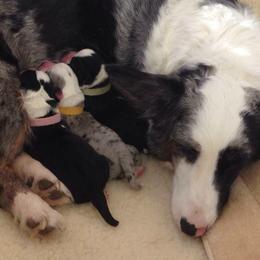 Cardigan Welsh Corgi Puppies from Grandiose Cardigan Welsh Corgis