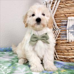 Bailey - Cream female Goldendoodle puppy in Temecula, California from Oodles O'Doodles