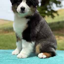 Macadamia - Black tri-color male Australian Shepherd puppy in Touchet, Washington from Northwest Rainbow Aussies and Golden Retrievers