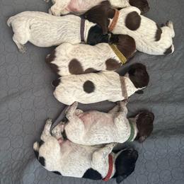 Pink - Liver and white female German Shorthaired Pointer puppy in Whitelaw, Wisconsin from French Creek GSPs