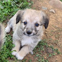 Toast - male Corgipoo puppy in Ellensburg, Washington from Dawn to Dusk Cockapoos