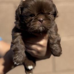 Stanley - Chocolate male Shih Tzu puppy in Las Vegas, Nevada from Vegas Shih Tzus