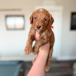 Doc - Orange Collar - Red  male Goldendoodle puppy in Billings, Montana from Montana Raised Doodles