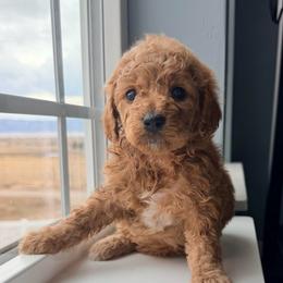 Nancy - Apricot female Goldendoodle puppy in Mount Pleasant, Utah from Betty's Goldendoodles