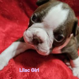 Lilac Collar Girl - Brindle and white female Boston Terrier puppy in Salina, Kansas from Giles' Boston Babies
