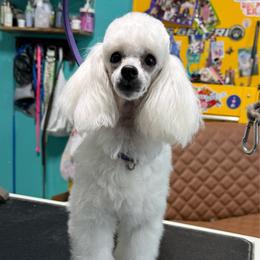 Berlin - White female Poodle puppy in Marsing, Idaho from Araceli Toy Poodles
