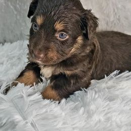 Ursula - Miniature Australian Shepherd puppy in Roseville, California from Golden State Mini Aussies