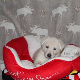 Kyanite -Navy Blue - White male German Shepherd puppy in Grimes County, Texas from Double H German Shepherds