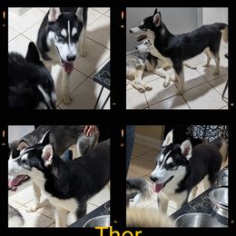 Siberian Husky puppies from Delawn Vernon