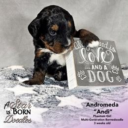 Andromeda 'Andi' - Purple Collar - Phantom female Bernedoodle puppy in Jackson, Michigan from A Star is Born Doodles