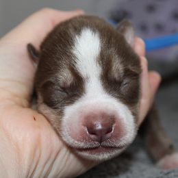 Elbrus - Siberian Husky puppy in Harrison County, Ohio from Solstice Siberians