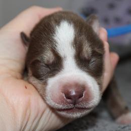 Elbrus - Siberian Husky puppy in Harrison County, Ohio from Solstice Siberians