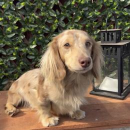 Moose - Dachshund