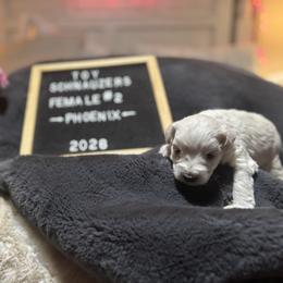 Pheonix - White female Miniature Schnauzer puppy in Littleton, Colorado from Wahl 2 Wahl Schnauzers