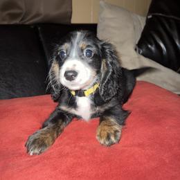 Dachshund Puppies from Camacho_Dachshunds
