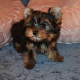 Yorkshire Terrier Puppies from Pooch Perfect Puppies