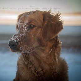 Golden Retriever All Grown Up from TUX Goldens