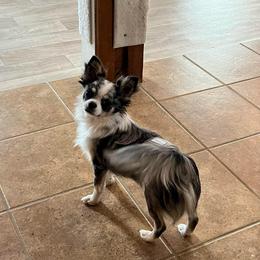 Po - Chihuahua