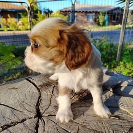Bella - Blenheim female Cavalier King Charles Spaniel puppy in Phoenix, Arizona from Royal Desert Cavaliers