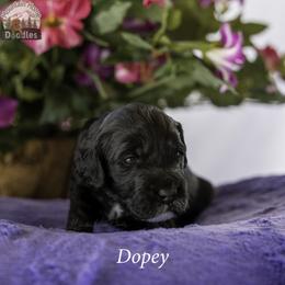 Dopey - Black male Australian Labradoodle puppy in Cashmere, Washington from Mountain Home Doodles