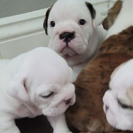 Bulldogs from Maisano's English Bulldogs