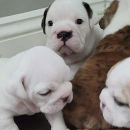 Bulldogs from Maisano's English Bulldogs
