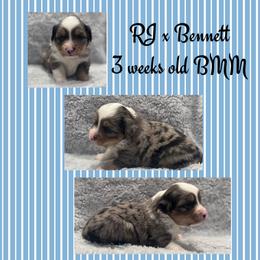 Steel - Blue merle male Toy Australian Shepherd puppy in Stephenville, Texas from Rising JM Pembrokes