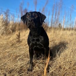 Dixie - Labrador Retriever
