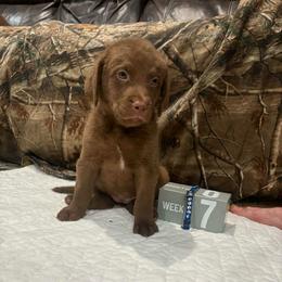 Blue Dot - Brown female Chesapeake Bay Retriever puppy in Wisconsin Dells, Wisconsin from Kilbourn Chesapeakes