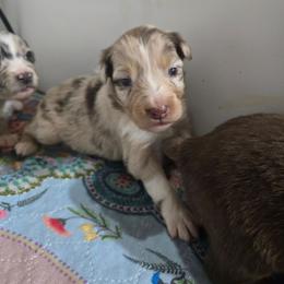 Reserved - Red merle female Australian Shepherd puppy in Rainsville, Alabama from Chaparro Farm