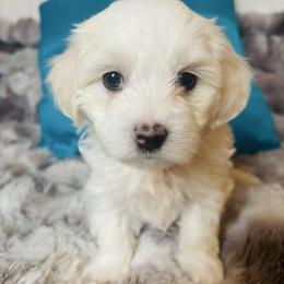 Girl K4 - White female Maltipoo puppy in Las Vegas, Nevada from Maltipoo_vegas