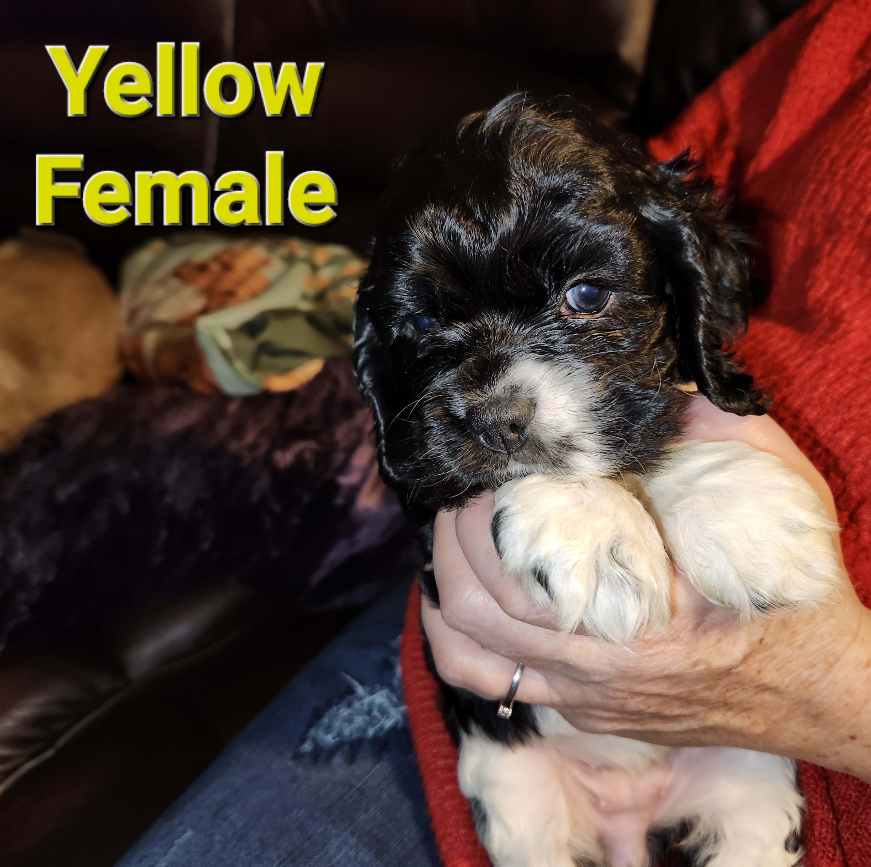 Cocker Spaniel Puppies from Spring Hollow Cocker Spaniels