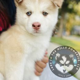 Pomsky Puppies from Lake in the hills Pomskies