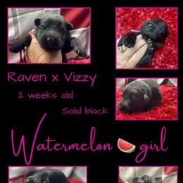 WATERMELON Girl - Black female German Shepherd puppy in Apache Junction, Arizona from CS Vista Farms