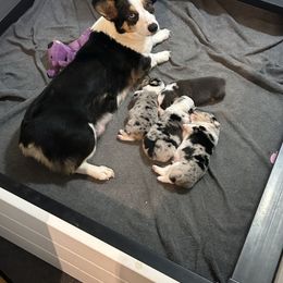Lil Girl - American Corgi