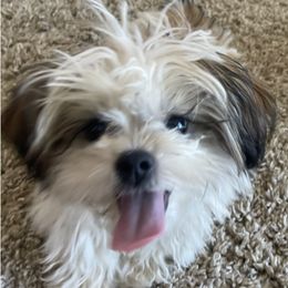 Shih Tzus from Veronica's Shih Tzus