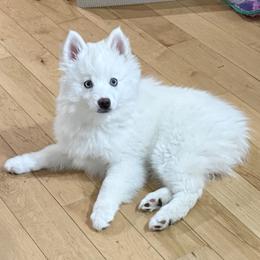 Fern - White male Pomsky puppy in Hudson, New Hampshire from Granite State Pomskies