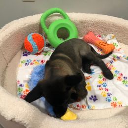 Belgian Malinois Puppies from Grand Prix Kennel