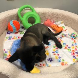 Belgian Malinois Puppies from Grand Prix Kennel