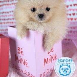 Pomeranian Puppies from Pop Off Pomeranians