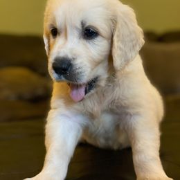 Golden Retriever Puppies from Coconut Cream Goldens
