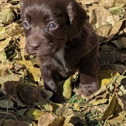 Working or hunting home only - Liver male English Cocker Spaniel puppy in Phillips, Nebraska from Fenloch Gundogs