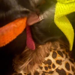 Gia - Black and tan female Yorkipoo puppy in Tangipahoa County, Louisiana from Riche’ Louisiana Yorkies
