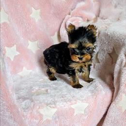 Gizmo - Black and tan male Yorkshire Terrier puppy in Bartlesville, Oklahoma from Chracy's yorkie babies